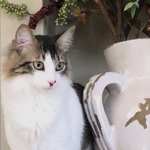 Meet your Posher, Joni